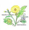 Celendine &Dandilion270106.jpg (24726 bytes)