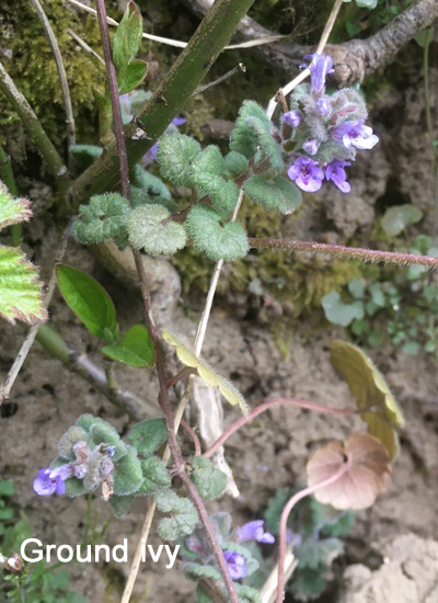 ground ivy