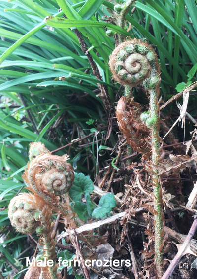 Male ferncroziers