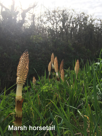 Marshhorsetail3
