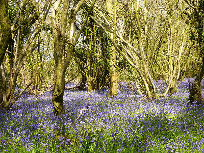Blue Bells