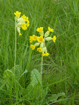 cowslip