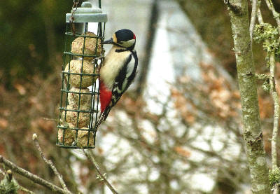 Greater Spotted Woodpecker