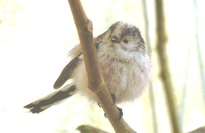 Long tailed tit