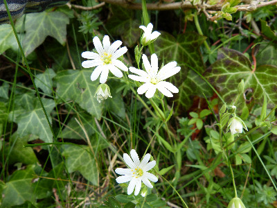 Stitchwort