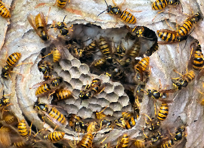 Wasps nest